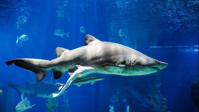 Shark Birth