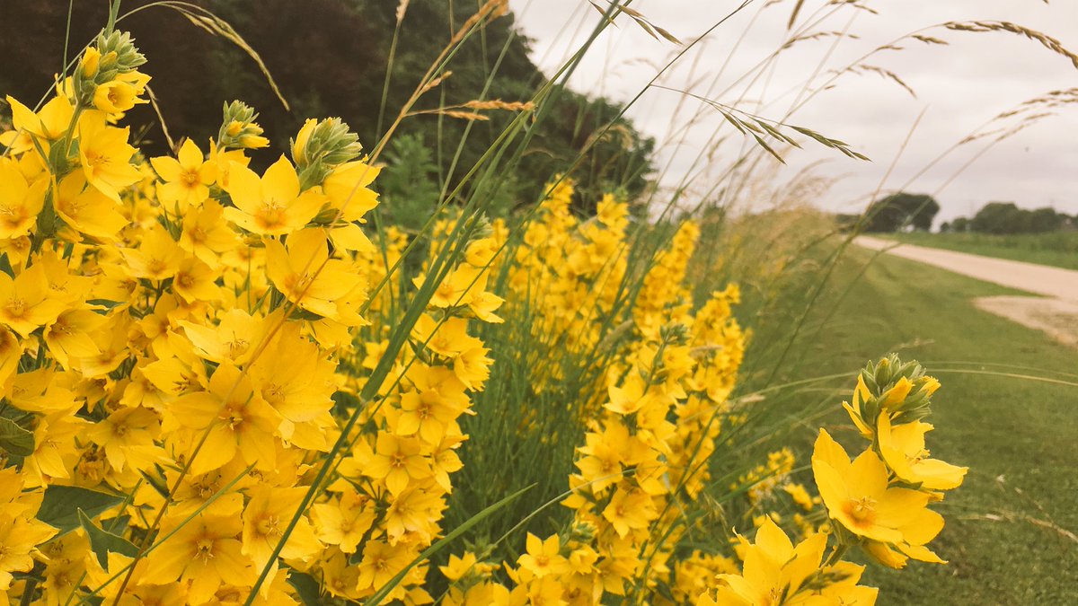 MirandaPieron's tweet image. Even terugblikken op de eerste heerlijke kilometers van het @pronkjewailpad 😍 Wat fijn dat ik er nog zo’n 200 heb te gaan deze zomer! #Groningen #250km #VakantieInEigenLand