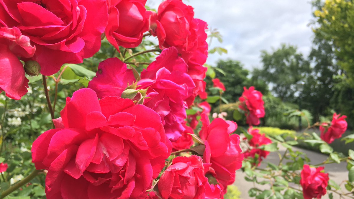 MirandaPieron's tweet image. Even terugblikken op de eerste heerlijke kilometers van het @pronkjewailpad 😍 Wat fijn dat ik er nog zo’n 200 heb te gaan deze zomer! #Groningen #250km #VakantieInEigenLand