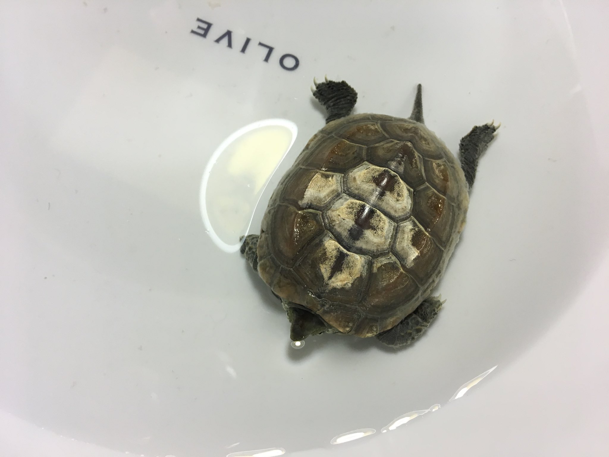 喫茶たーとるず C 在 Twitter 上 バスキングしたら甲羅に変化が 今日の写真ものっけとく あともう少し 丁寧に治します あきには申し訳ないです T Co 8zdybdzjfl 爬虫類好きさんと繋がりたい クサガメ カメ 水カビ病 治療 T Co