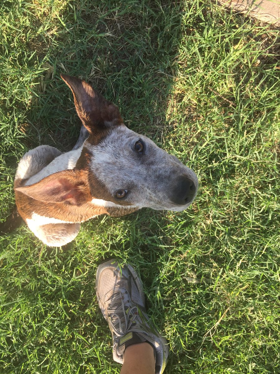 lladnar24's tweet photo. Bex the wonder dog!  Wonders where he is at most of the time. https://t.co/DFcdaDtzD1