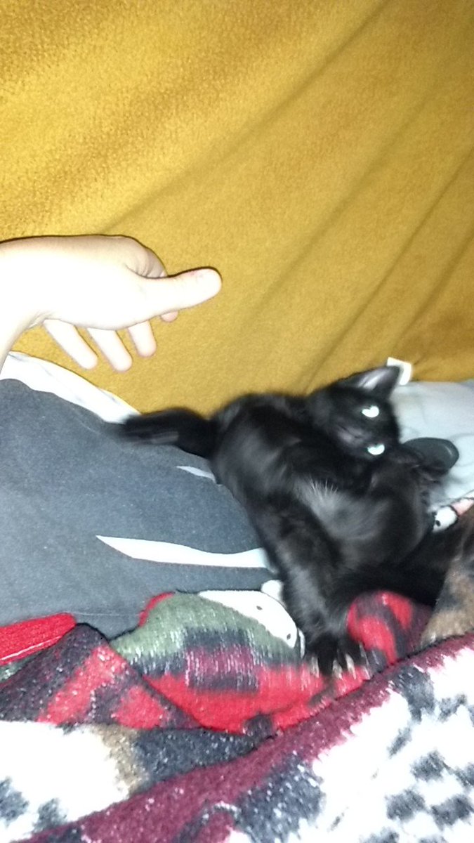 smokinorca's tweet photo. Here's my cat, her name is Lily and she's only like 2 months old https://t.co/SVFFnxUrw8