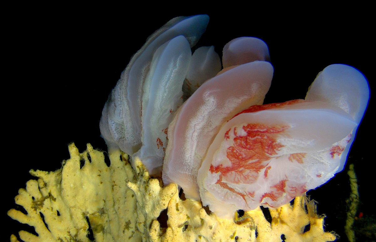 ACEP (@acep_za) on Twitter photo Beautiful benthic ctenophores in head of Diepgat Canyon in <a href="/iSimangalisoZA/">iSimangaliso</a>. Canyon Connections Project. Beautiful benthic ctenophores in head of Diepgat Canyon in <a href="/iSimangalisoZA/">iSimangaliso</a>. Canyon Connections Project.