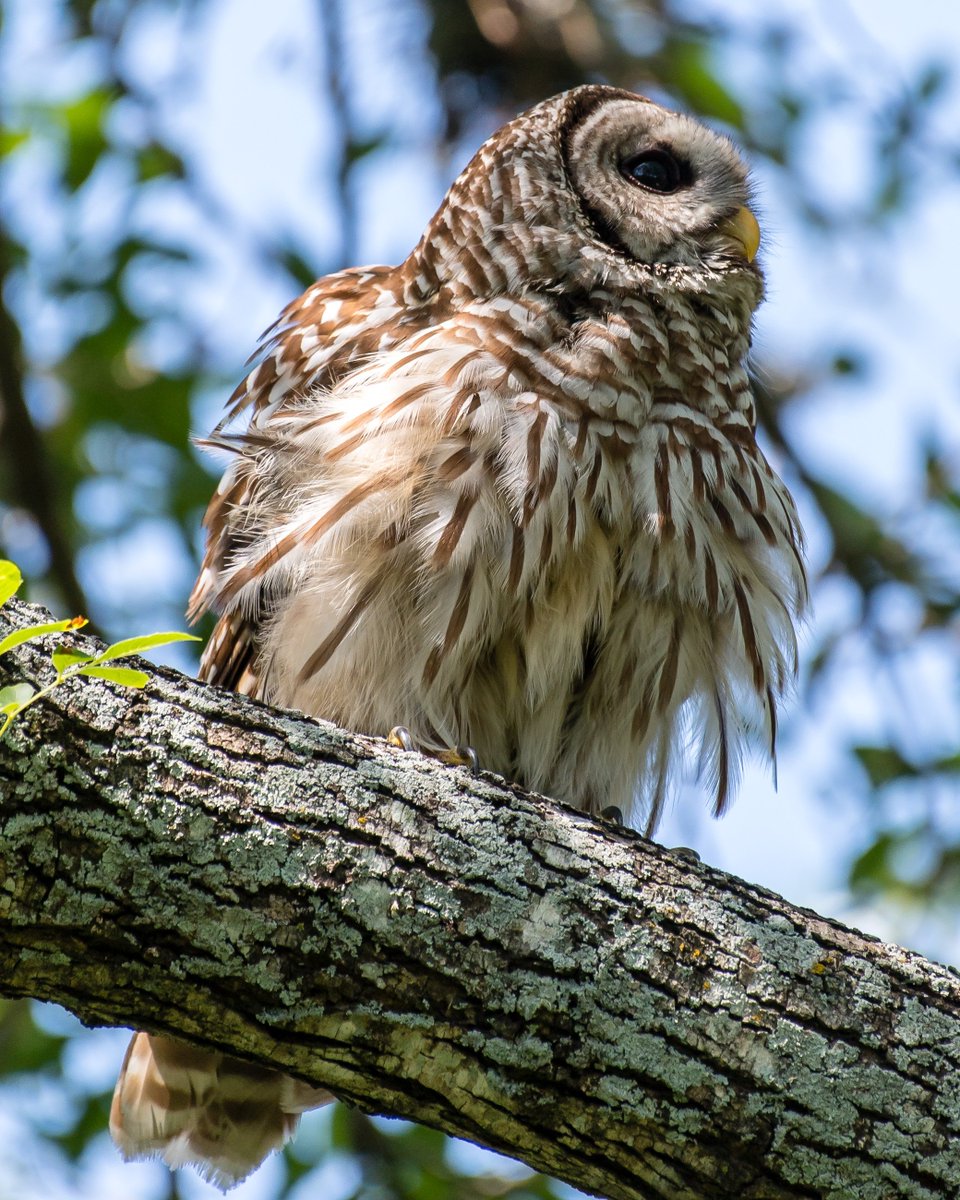 Henry Huey On Twitter A Barred Owl In My Back Yard Reacts To
