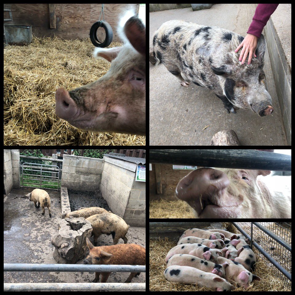 Chestnut tweet media