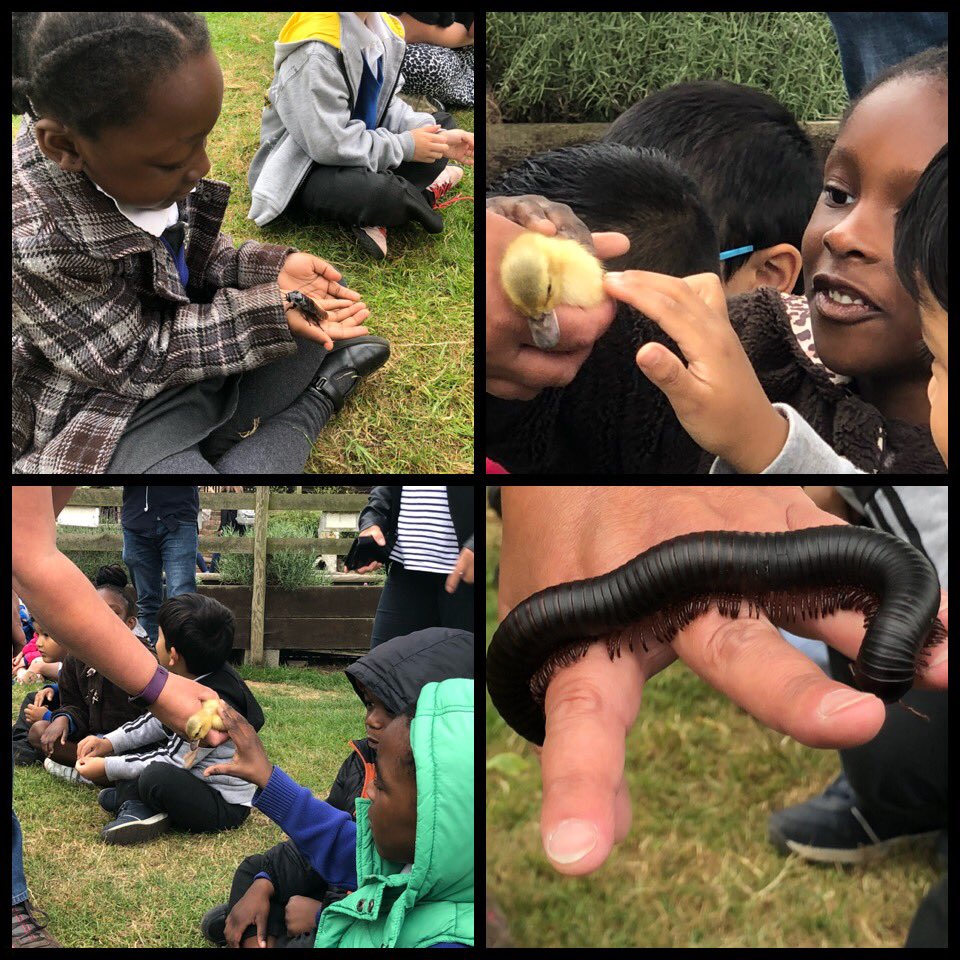 Chestnut tweet media