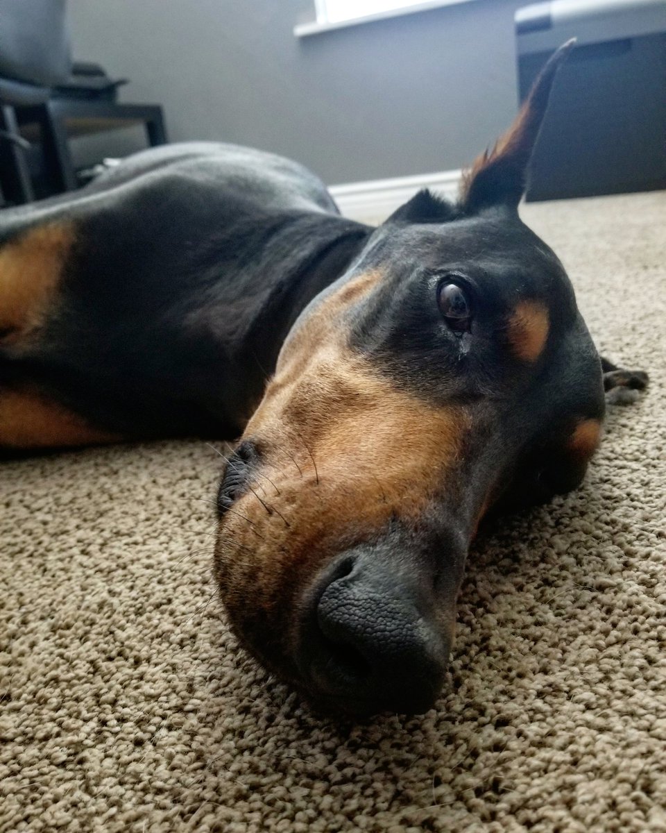jurassicbark22's tweet photo. #mood 

#doberman #dobermanlove #dobermansofinstagram #dobermanpinscher #dobermans https://t.co/dGErIDPuZI