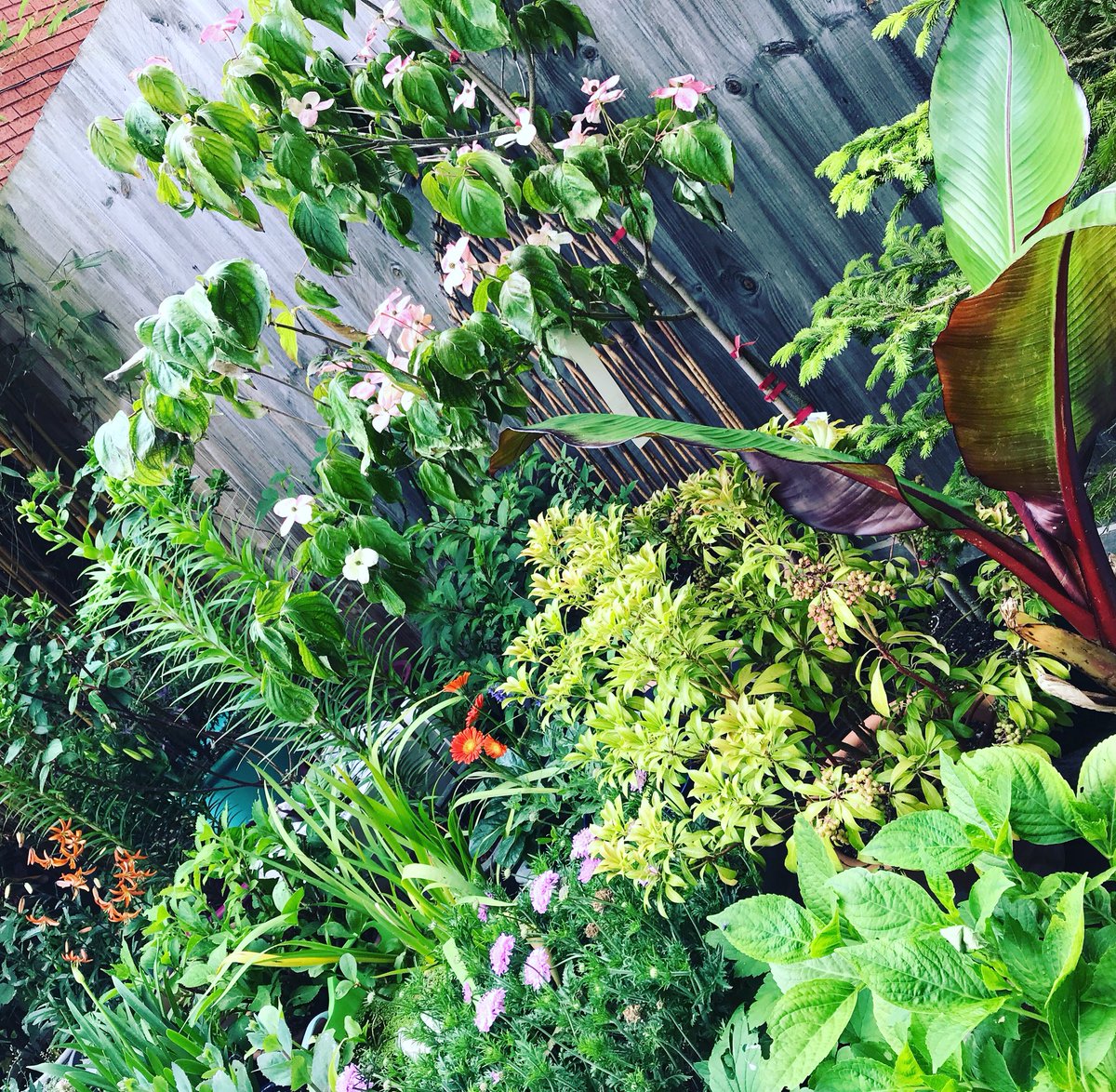 EllenMaryGarden's tweet photo. My little urban jungle is filling up nicely 😍 

Actually not missing my rural garden at all...loving the challenge of greening up a small city garden 😁 

#urbangarden #mygarden #greeningitup https://t.co/CglwHXkI7v
