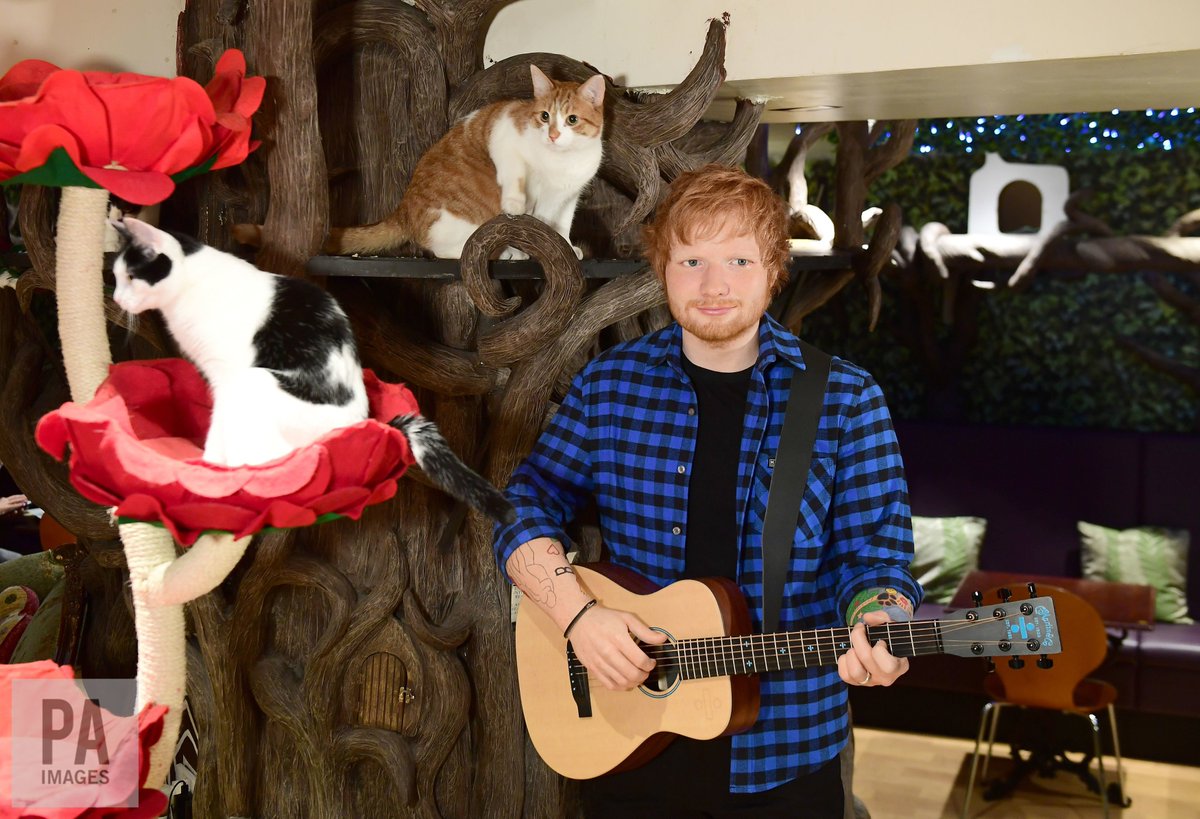 Ed Sheeran wax figure unveiled at London cat cafe