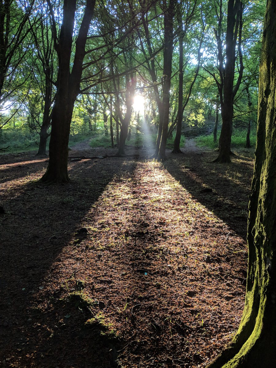 treecontrol8's tweet image. If you are someone who enjoys the Wenallt #Cardiff and is concerned about the preservation of this beauty spot, we would like to invite you to join our new Facebook group...facebook.com/groups/2078213…