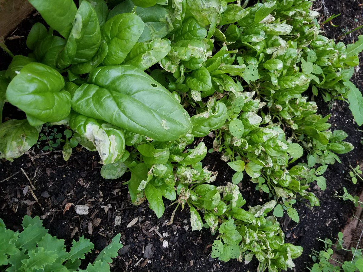 #Plantminded.  Why is my #spinach so sad? Any suggestions for proper love and support? The large leaf is against the barrier wall, southern side.  To much sun? #garden