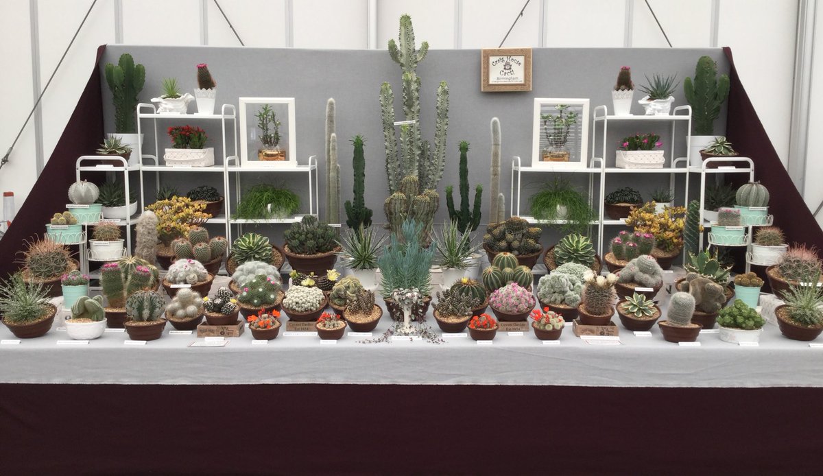 RT craighousecacti: Display finished BBCGWLive Don’t forget to say hello to #cactuscouple in the Floral Marquee. Show starts on Thursday and finishes on Sunday. GWandShows #100masters juneauprojects CreativeBCuk