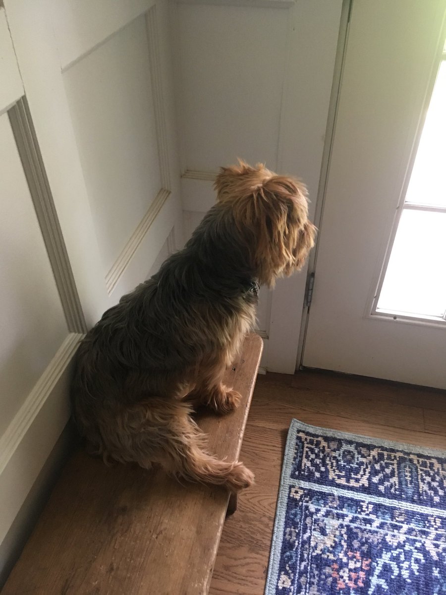 Tedkinz's tweet photo. Tiny Dog is obsessed with the baby squirrels on the front porch. It’s her favorite show. She’s binge-watching.
#SesameSquirrel
#13ReasonsSquirrel
#SquirrelerThings https://t.co/jHEEfFPJDR