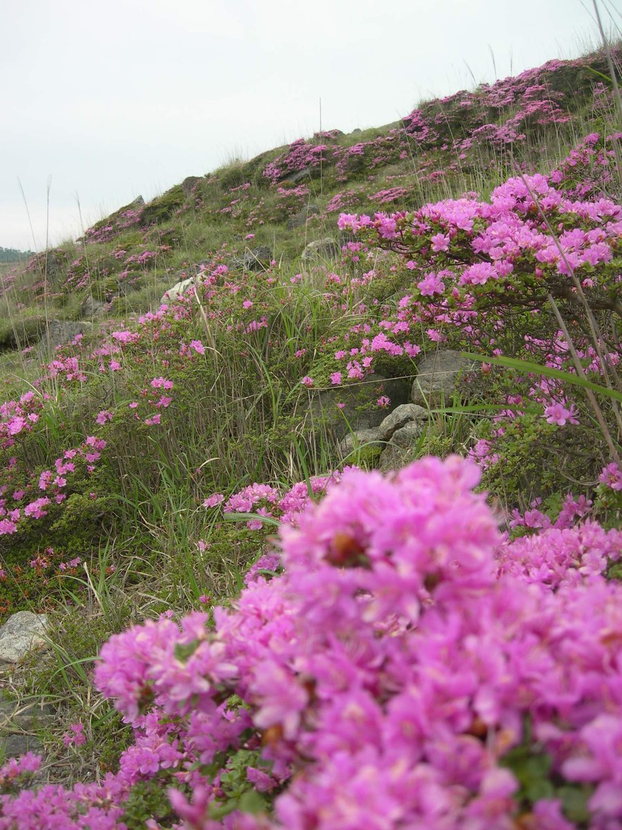 vida_japonica's tweet photo. えびの高原 (宮崎県えびの市)
Ebino Highland (#Ebino City, #Miyazaki Prefecture, #Japan) https://t.co/z3lu2hFpwR