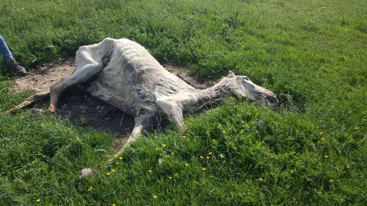 gerald_trip's tweet photo. Na gister een ronde OVP te voet. Daar waar je niet mag komen. Nog meer overtuigd. Dit kan niet. Dit mag niet. Dit stopt !
Gaan we onze kinderen, kleinkinderen leren dat dit natuur is.  Dieren achter hekken stoppen en aan hun lot overlaten. Hekken is zorgplicht#falenvandemensheid https://t.co/hMBTW5wUFT