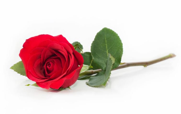 National Red Rose Day (June 12th)