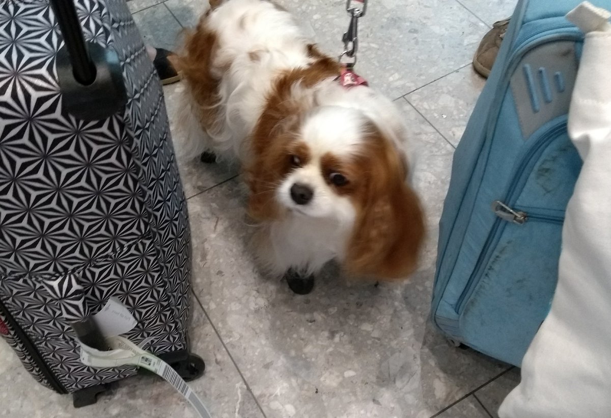 spaniel_yaps's tweet photo. Airports... such exciting places #dogsoftwitter #dogfriendly #Cavaliers #cavpack https://t.co/YX0GjMzFPn