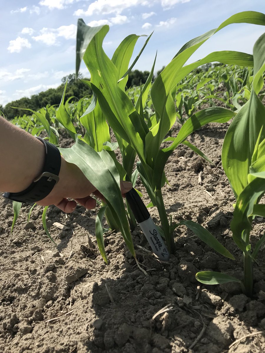 Demo plot planted May 14 in Russell is off to a great start!! XP 18095 G2 coming along nicely <a href="/PRIDESEEDS/">PRIDE Seeds</a>