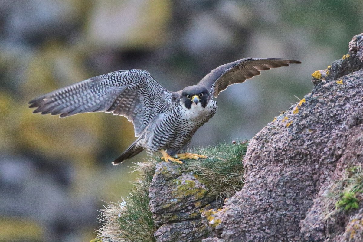 BBCSpringwatch's tweet photo. Peregrine numbers dropped due to the pesticide DDT, but today their numbers are rising! https://t.co/4tryrzdiZR

#Springwatch https://t.co/Axz5xdot9p
