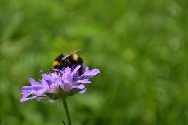 LGSpace's tweet photo. Gardens play a vital role in the survival of many species – offering food and shelter, and forming corridors that allow wildlife to travel between built-up areas and open spaces. Here are 4 ways to create a wildlife garden: https://t.co/nBI0nBzEG7
#30DaysWild #GreenSpaceTips https://t.co/mGbCwk5dQB