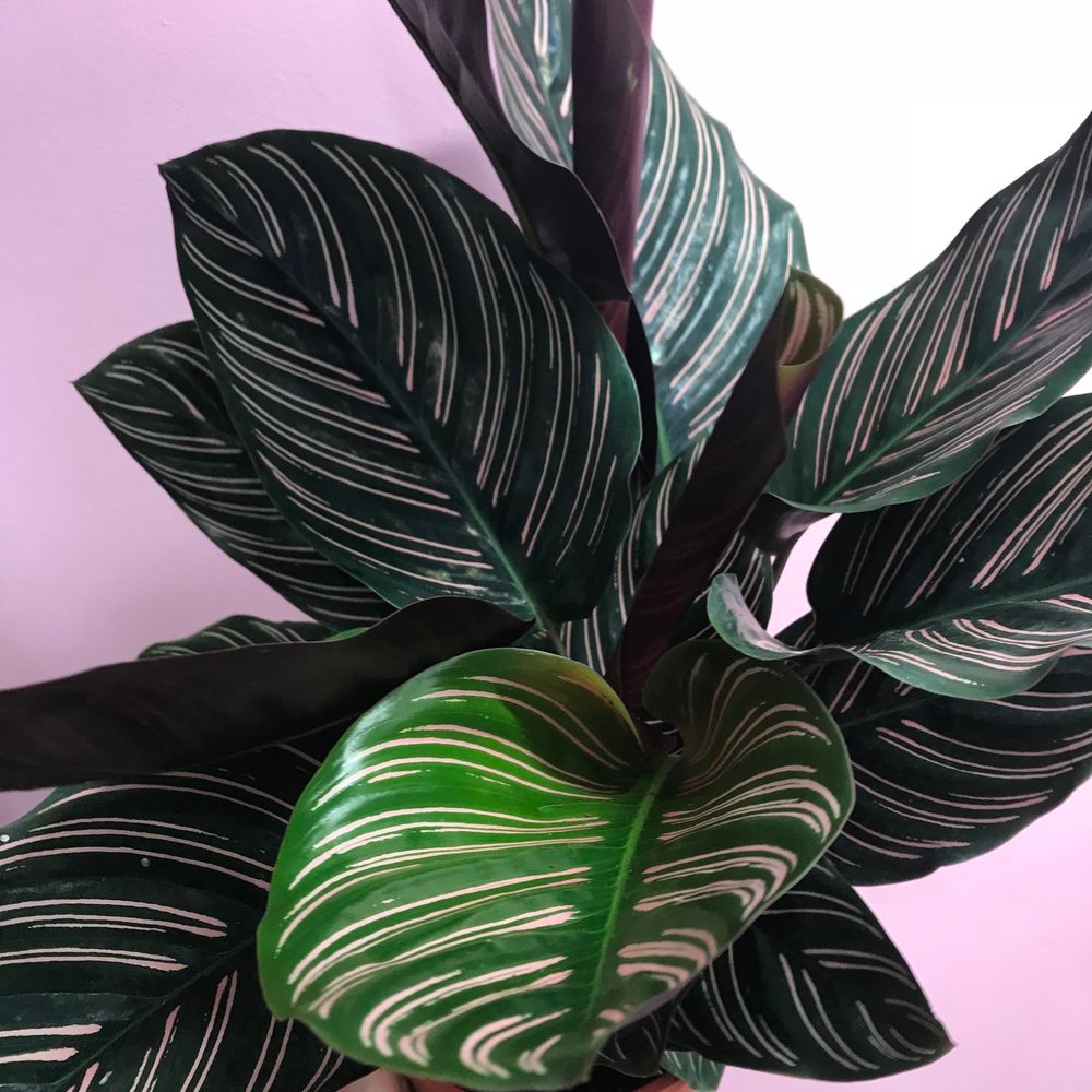 Did you know that we are hosting a Plant Tips evening with Plant Sit? You can learn how to keep your plants alive. Tuesday 19th June in @C_Parade_E17  Tickets are only £10 and include wine and nibbles &amp; available here- buff.ly/2MjTWQn