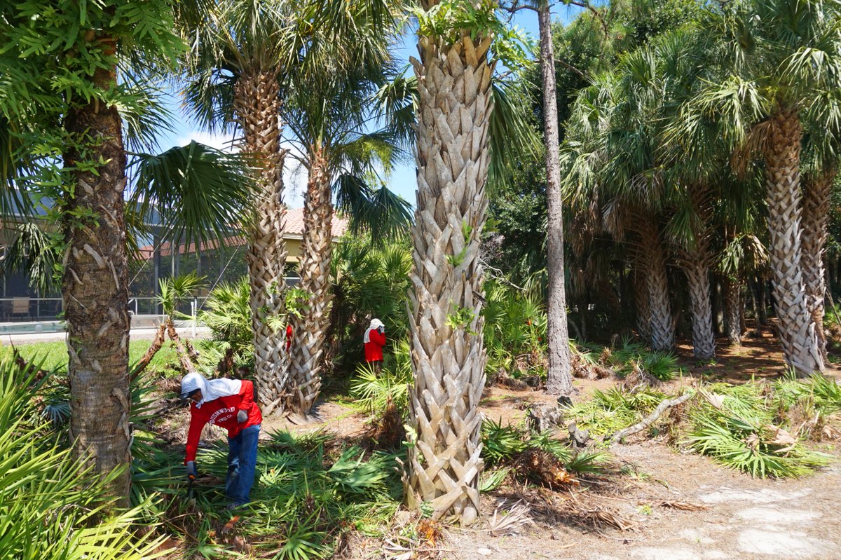 BushwoodTreeCo's tweet photo. Clearing some space @VasariGolfClub great work guys! #BushwoodTreeCo #cleaninghouse #BonitaSprings https://t.co/KWJP1MI6Xx