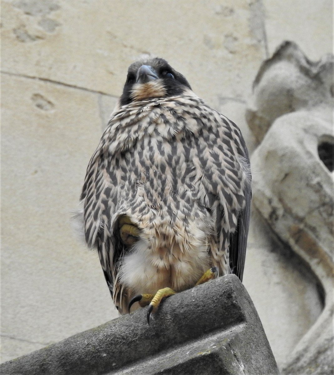 js_dav's tweet image. Having missed the young bird yesterday I went back before work and saw it at 0715...just before it fledged. @camperegrines