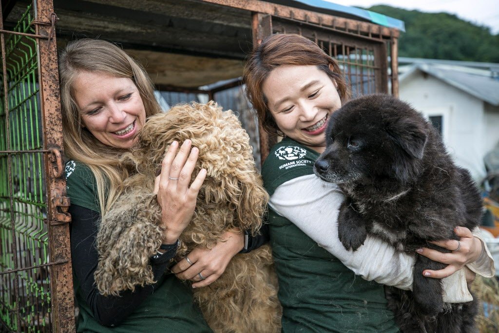 humaneworldnews's tweet photo. UPDATE: We have removed 36 out of the 50+ dogs suffering on this SK dog meat farm. They're on their way to our temporary facility in Canada where they’ll receive the care they need. We'll continue removing the remainder of the dogs in the next day. Please stay tuned for updates. https://t.co/PAZLz3PUGA