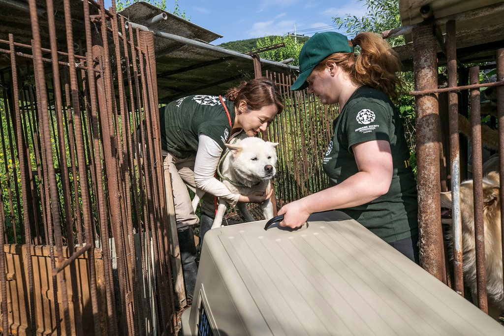 humaneworldnews's tweet photo. UPDATE: We have removed 36 out of the 50+ dogs suffering on this SK dog meat farm. They're on their way to our temporary facility in Canada where they’ll receive the care they need. We'll continue removing the remainder of the dogs in the next day. Please stay tuned for updates. https://t.co/PAZLz3PUGA