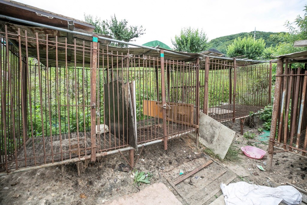 humaneworldnews's tweet photo. UPDATE: We have removed 36 out of the 50+ dogs suffering on this SK dog meat farm. They're on their way to our temporary facility in Canada where they’ll receive the care they need. We'll continue removing the remainder of the dogs in the next day. Please stay tuned for updates. https://t.co/PAZLz3PUGA