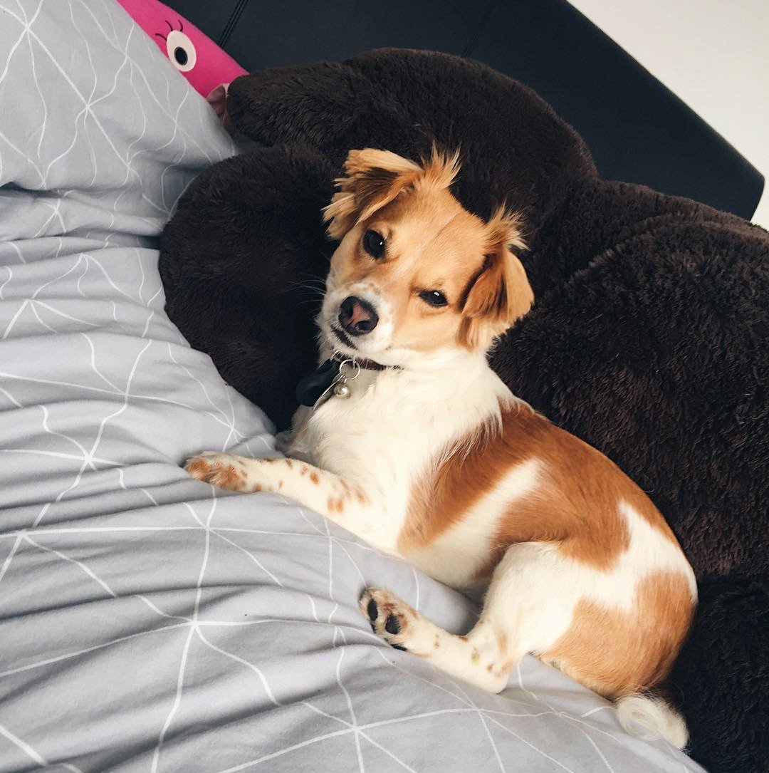 JustPoochPlay's tweet photo. It's only Tuesday and we are already tired. (📷: @alfiethedogggy on Instagram) #sleepydog #cutedog #dogactivitytracker https://t.co/j0u7yydVkI