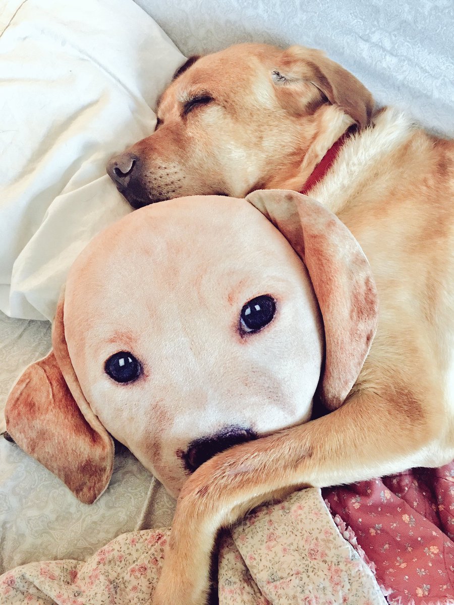 michellowmellow's tweet image. The world is scary. Get a dog and a pillow with that dogs face on it and cuddle up.