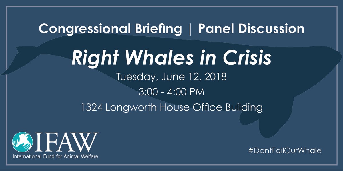 IFAW is hosting a Capitol Hill briefing to save the North Atlantic right whale. Learn how YOU can take action and help save this whale from extinction. #DontFailOurWhale g.ifaw.org/2MnkEYv