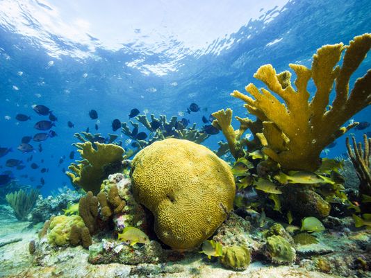 usatodayweather's tweet photo. Coral reefs save billions of dollars worldwide by preventing floods   https://t.co/Za8KEPvB74 @NatureComms  @ucsc @nature_org https://t.co/yodY9eXlRT
