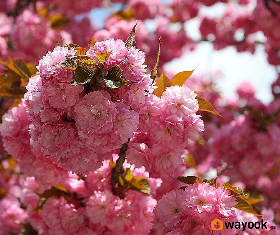Wayook's tweet image. 🌿🌺Alergias más comunes y remedios, encuentra en nuestro blog algunos trucos que te vendrán bien wayook.es/blog/salud-y-b…
  #wayookBlog
