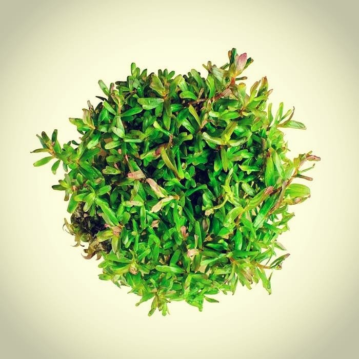 abc_plants's tweet photo. New plant: Rotala Vietnam H'ra! This lush red plant is a great addition for mid- or back-grounds, and it's also a bit of a creeper... making it's way laterally throughout your aquascape. Available now through our website! https://t.co/SSpNob3wKm