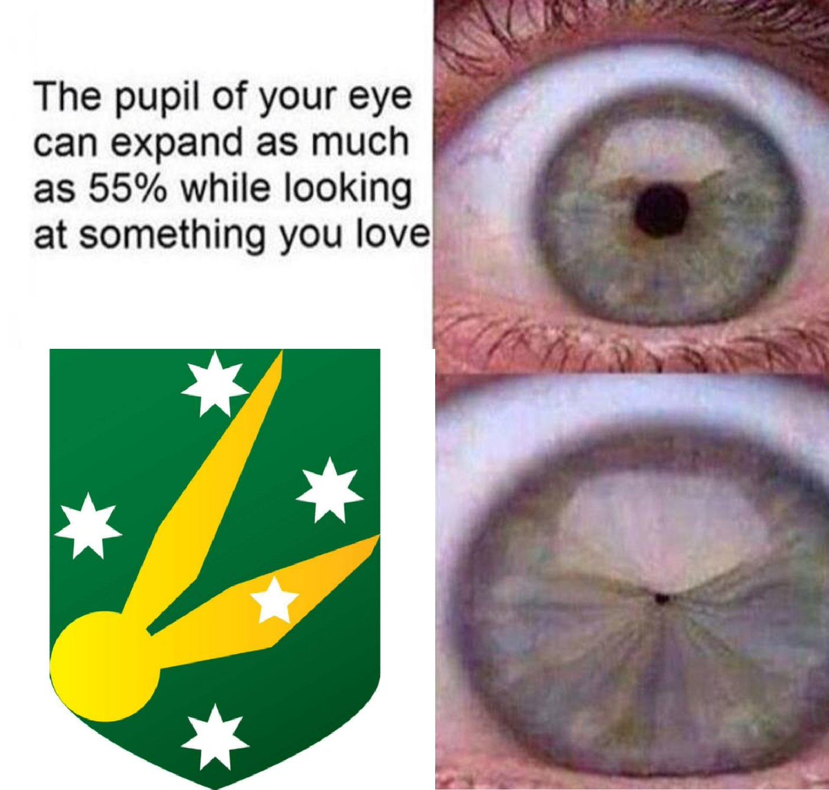 USA Quidditch (@usa_quidditch) on Twitter photo 