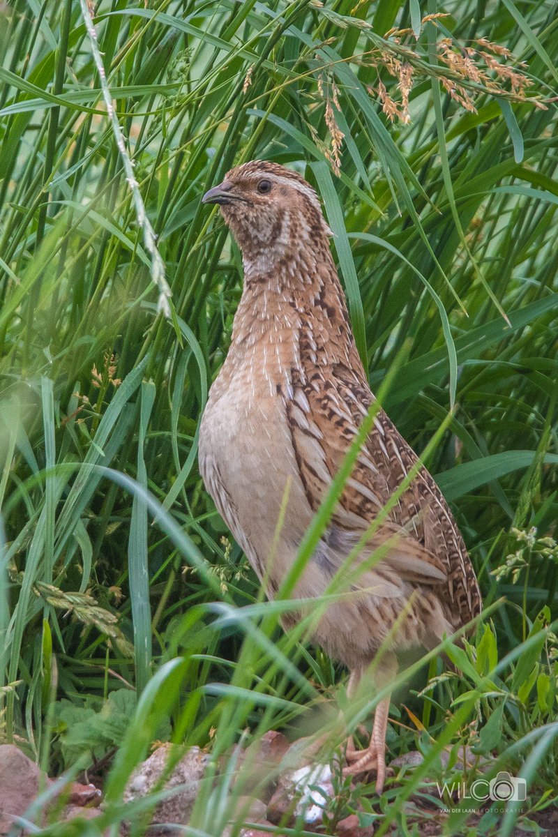 wilcovanderlaa1's tweet photo. #kwartel #commonquail #haansvaart #vogelakkers @grauwekiek #troegwold @staatsbosbeheer https://t.co/yWgur6tjcp