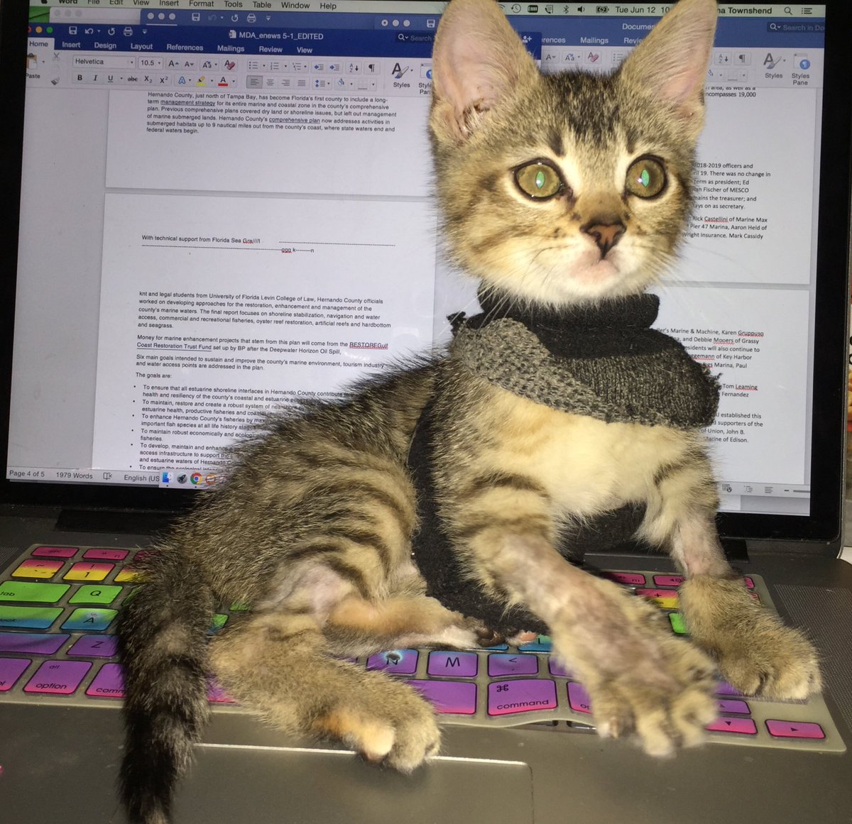 PhoebeMousebane's tweet photo. I’m so lucky my mommy works from home so she’s always here. But now that I’m feeling better she’s always on this flat clicky thing with lights. Pay attention to me!! I don’t know what this thing called a deadline is but I don’t like it!! #CatsofTwitter #mainecoon https://t.co/YxuwAz0lfh