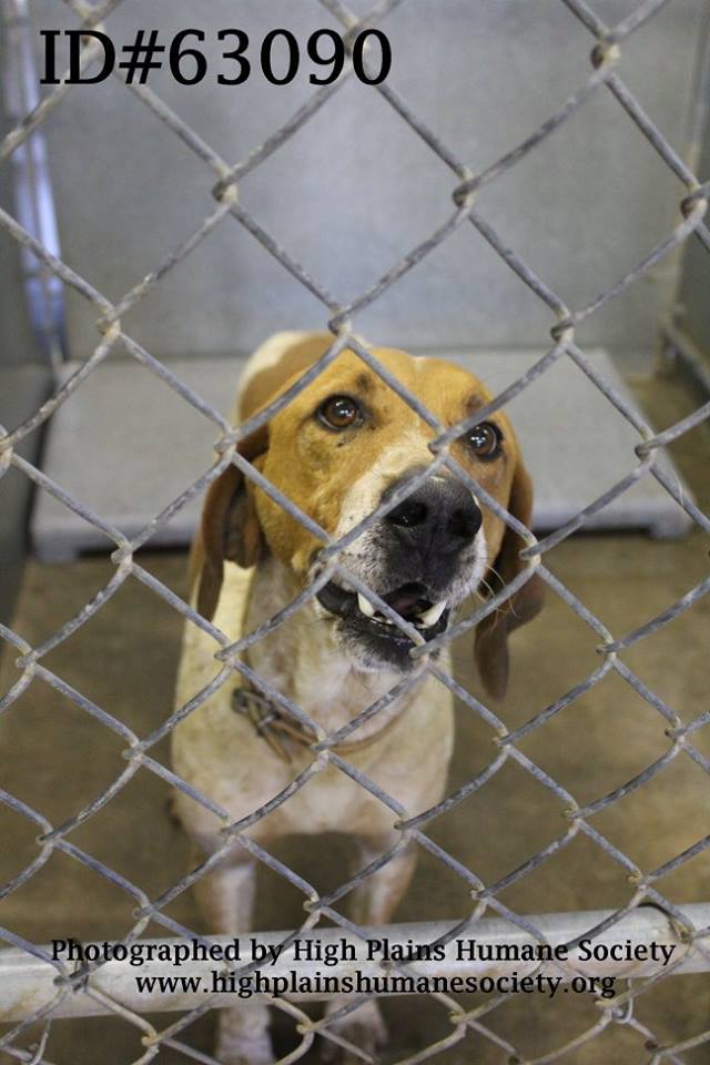 suju_bala's tweet photo. 🆘🆘HELP PLEASE!! 
Sweet hound boy **OUT OF TIME**
✳id# 63090
Looking for a family to love
@ Clovis Animal Shelter, Clovis NM
Available to #adopt NOW!
ALREADY ON EUTHANASIA LIST 🆘🆘
NEED TO LEAVE NOW🙏
#foster ☑
RT💖
📞(575)769-7893
Mon-Fri: 10 to 4.30
https://t.co/iZlAkqnq0k https://t.co/I98oDJhZwj