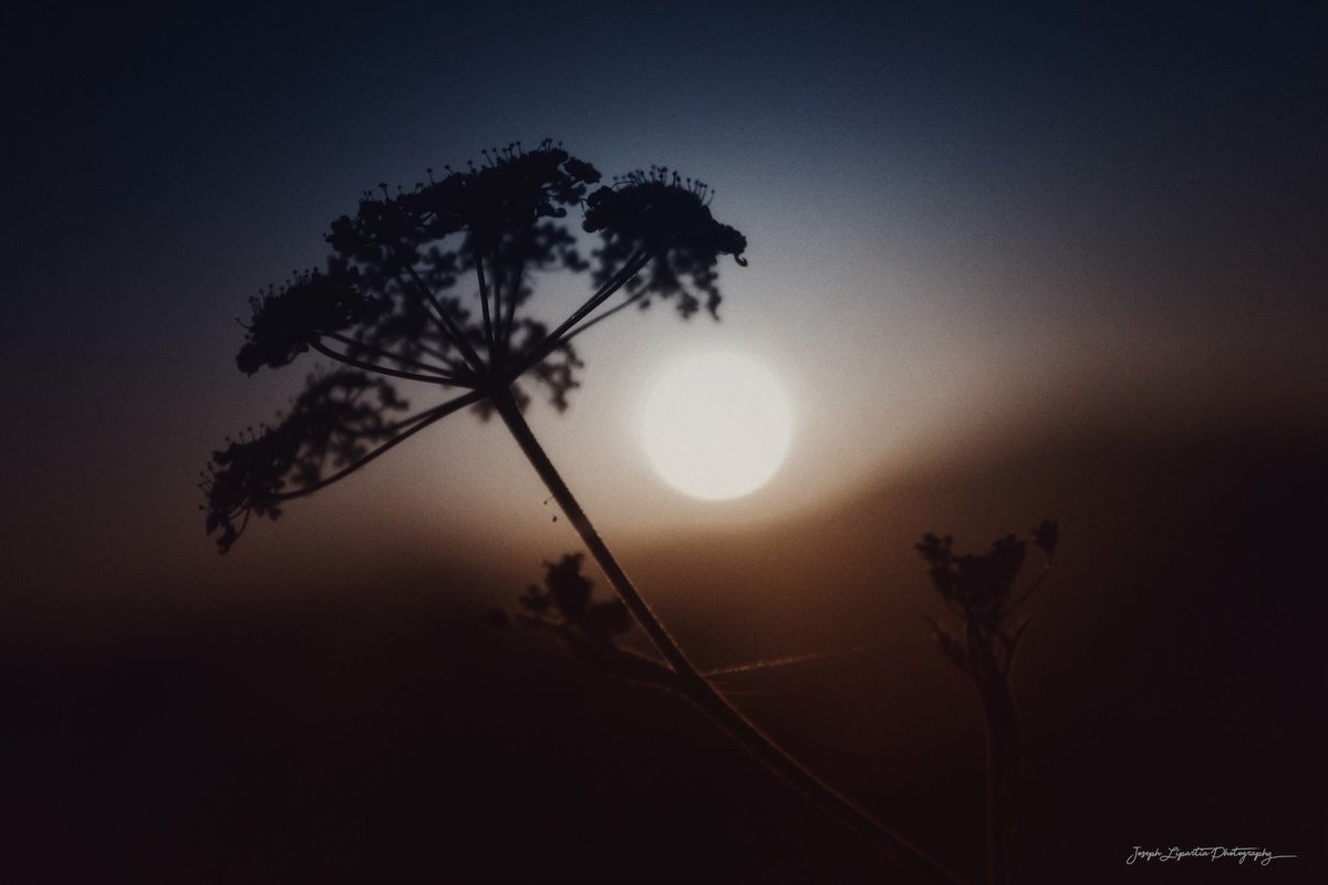 LipartiaPhoto's tweet photo. My #sunset, my #solitude 
#photography #photographer #fineartphotography #flower #sunsetlovers https://t.co/rnIf8QuSum
