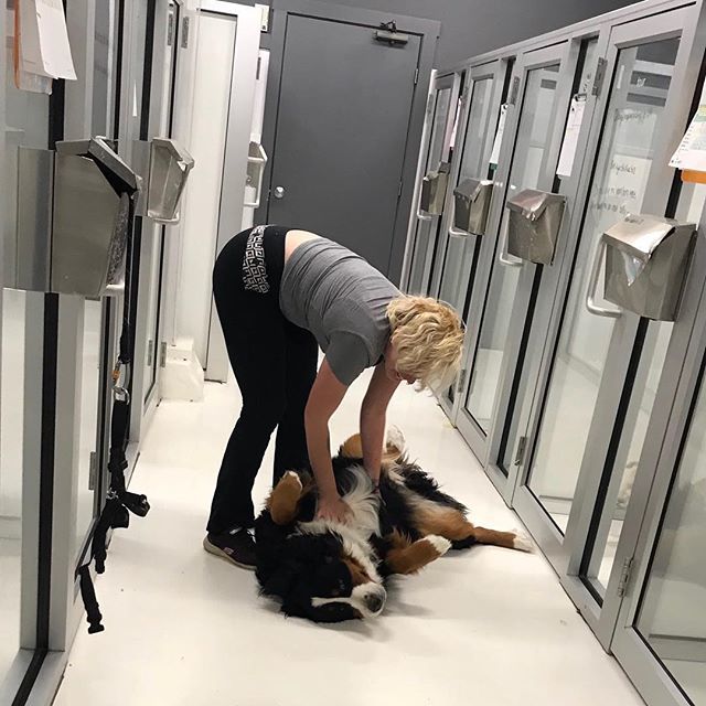 theurbanhound's tweet image. It's always a good time for belly rubs.
·
·
·
#theurbanhoundhotel #urbanhound #dogsofthesouthend #dogsofboston #theurbanhound #southenddogs #bostondogs #bostondogtrainer #bostondogwalker #bostondoggroomer #bostondogtraining #bostonbusiness #dogsinboston ift.tt/2LG0pUz