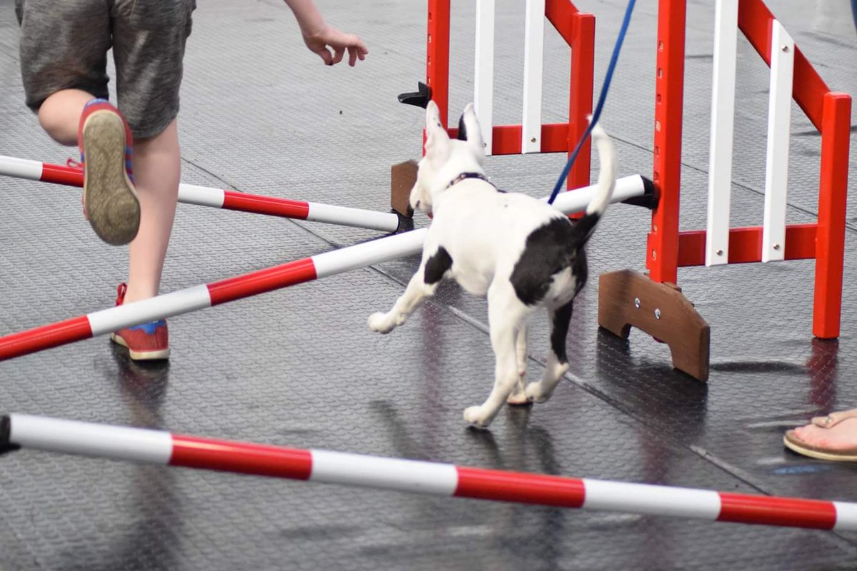 PawsitivePooch1's tweet photo. Puppy obstacle course, followed by teenage agility and then intermediate agility :) https://t.co/LRPcPRho5G