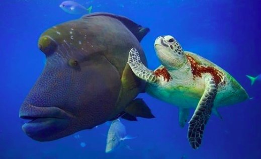 GuyHarveyResort's tweet photo. "High five, it's Turtle Tuesday" (📸: oceanic_imagery) #TurtleTuesday #OutpostAttitude #TravelInspired  #UnderwaterWorld https://t.co/oV5DKAUWJP