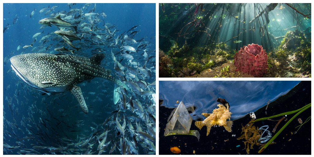 La santé de nos océans et de nos mers nous concernent tous.

Ils nous nourrissent, génèrent l'O2 que nous respirons &amp; sont le fondement d'une grande partie de l'économie mondiale.

Une exposition s'est ouverte au Siège de l'ONU à New York cette semaine : bit.ly/2l3pTjp