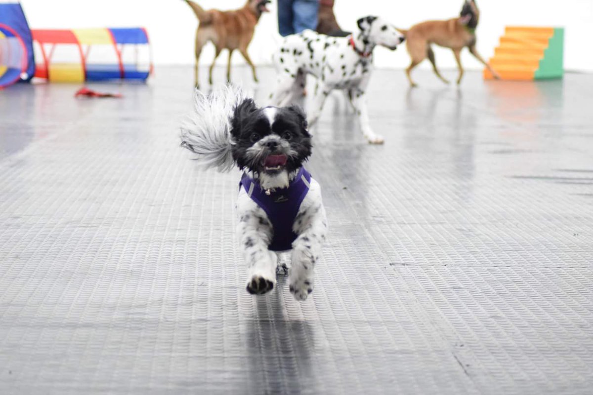 PawsitivePooch1's tweet photo. DOGGY DAYCARE, DODWORTH BARNSLEY

🐶 Socialisation
🐶 Company
🐶 Training
🐶 Playtime
🐶 Licensed, Insured and Qualified
🐶 Experienced
🐶 Secure environment

Prices between £5-£24
Adhoc and regular bookings welcome https://t.co/9JKGXqMiHp