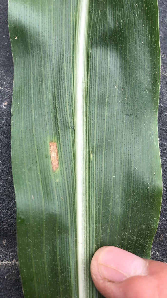 Shannon McClintock tweet media