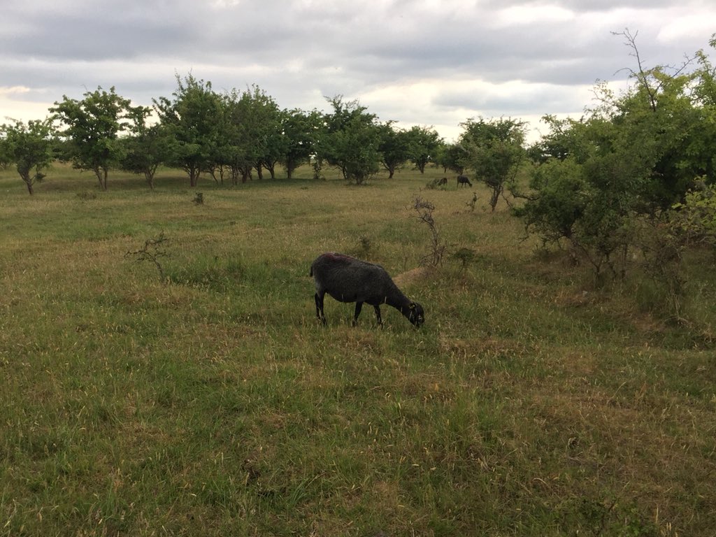 whereisagnes's tweet photo. These boys are my only motivation for running at the moment. Green spaces in the city must be protected, not destroyed and ‘developed’ #savethecommons #bevaramagerfælled 🏃‍♀️🐎🐄🐑 https://t.co/uk9y3dQsZz