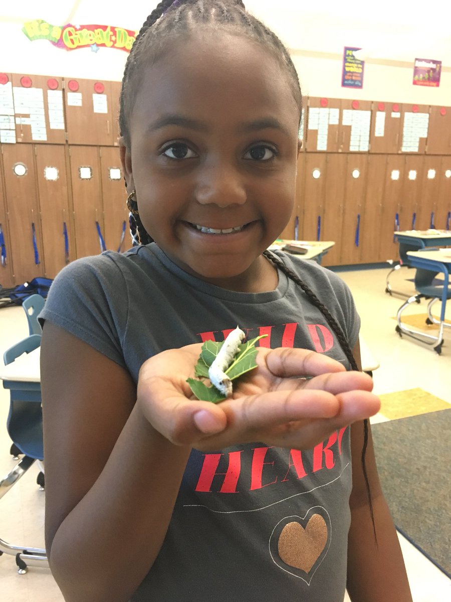 ward2wyncote's tweet photo. Observing and touching the silkworms! #playingwithinsects #secondgraderocks @CSDWyncoteES https://t.co/KwRVIUUNfD