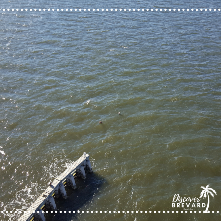 YourBrevardFL's tweet photo. 🐬 We love watching the dolphin playing from this bridge... which causeway view is your favorite?
#discoverbrevardfl https://t.co/tQa632oGvI